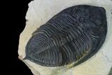 Zlichovaspis Trilobite - Atchana, Morocco #165884-4